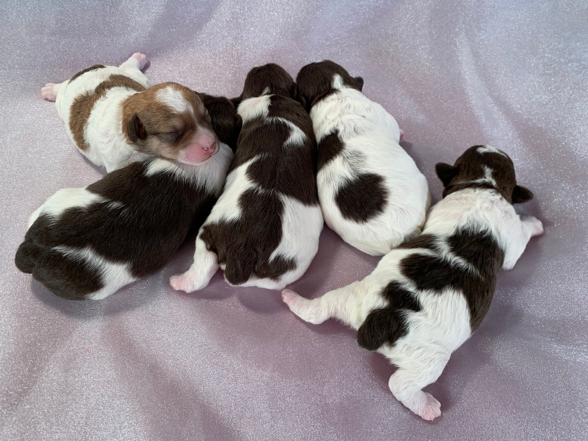 Schnoodle Puppies for Sale, Iowa Breeders
